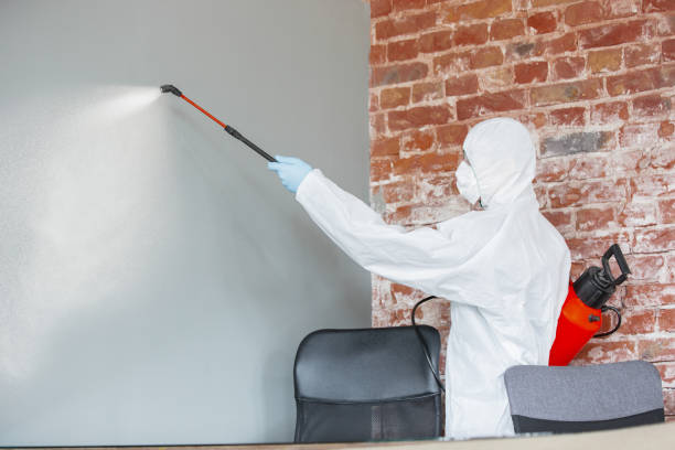 Best Attic Mold Removal  in Fort Recovery, OH