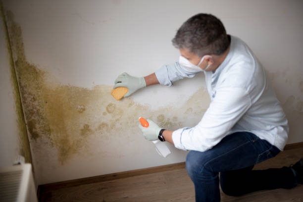 Professional Mold Removal in Fort Recovery, OH
